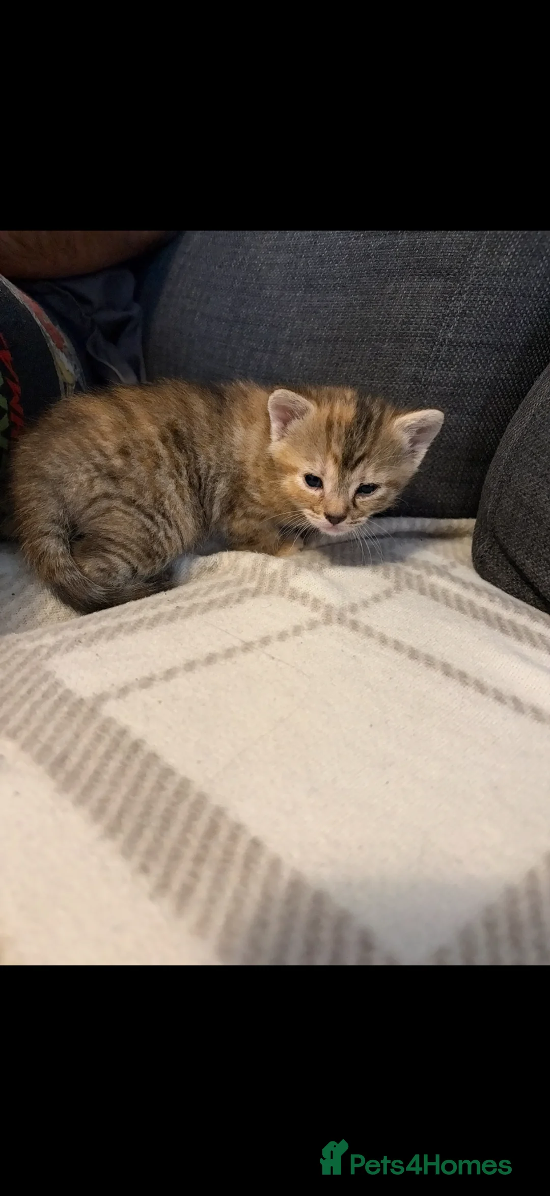 Mixed Breed cats for sale: Tabby kitten - Advert 2