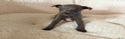 Whippet dogs for sale: KC registered BLUE whippet puppies 100% show type  - Advert 4