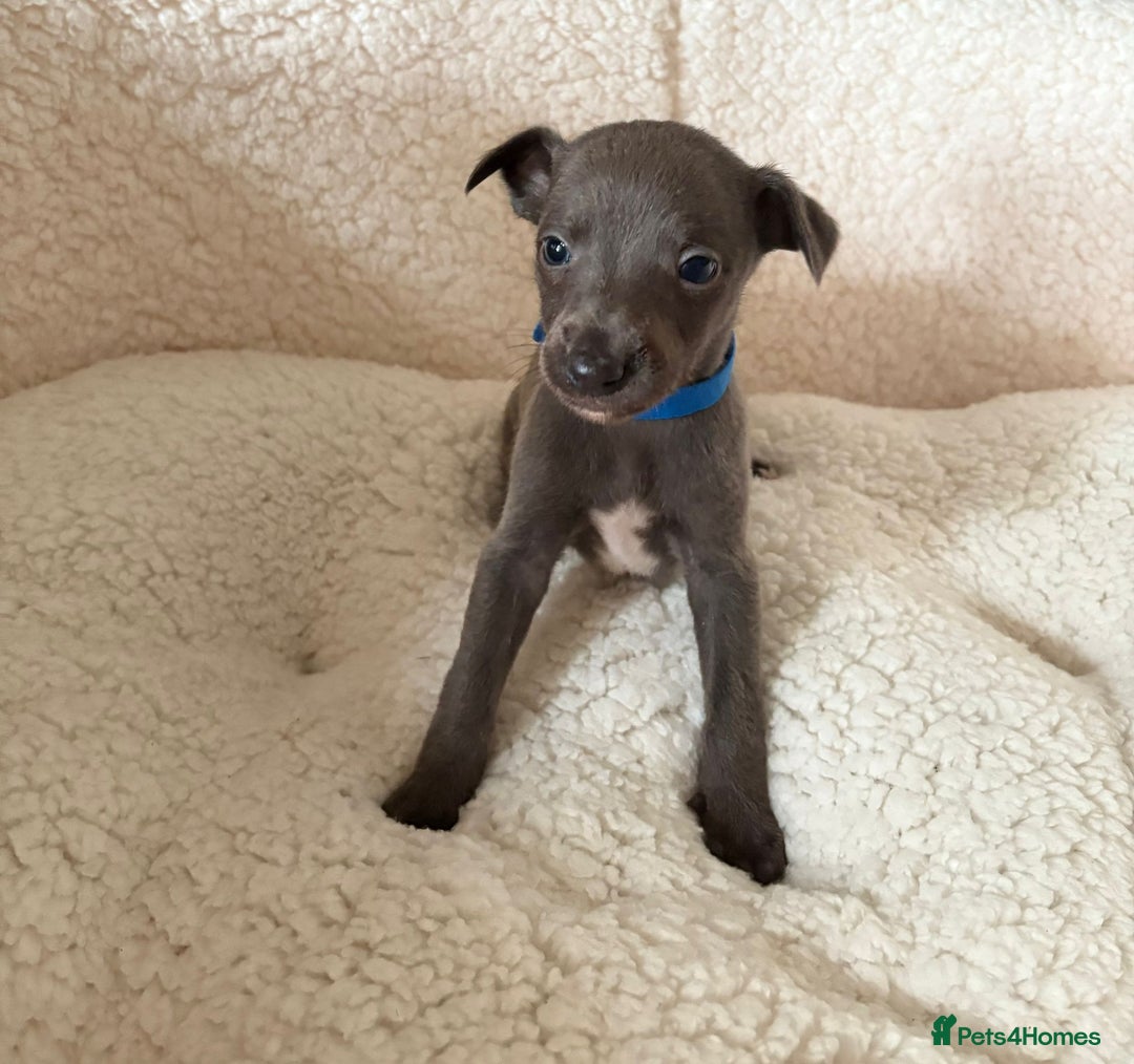 Whippet dogs for sale: KC registered BLUE whippet puppies 100% show type  - Advert 4