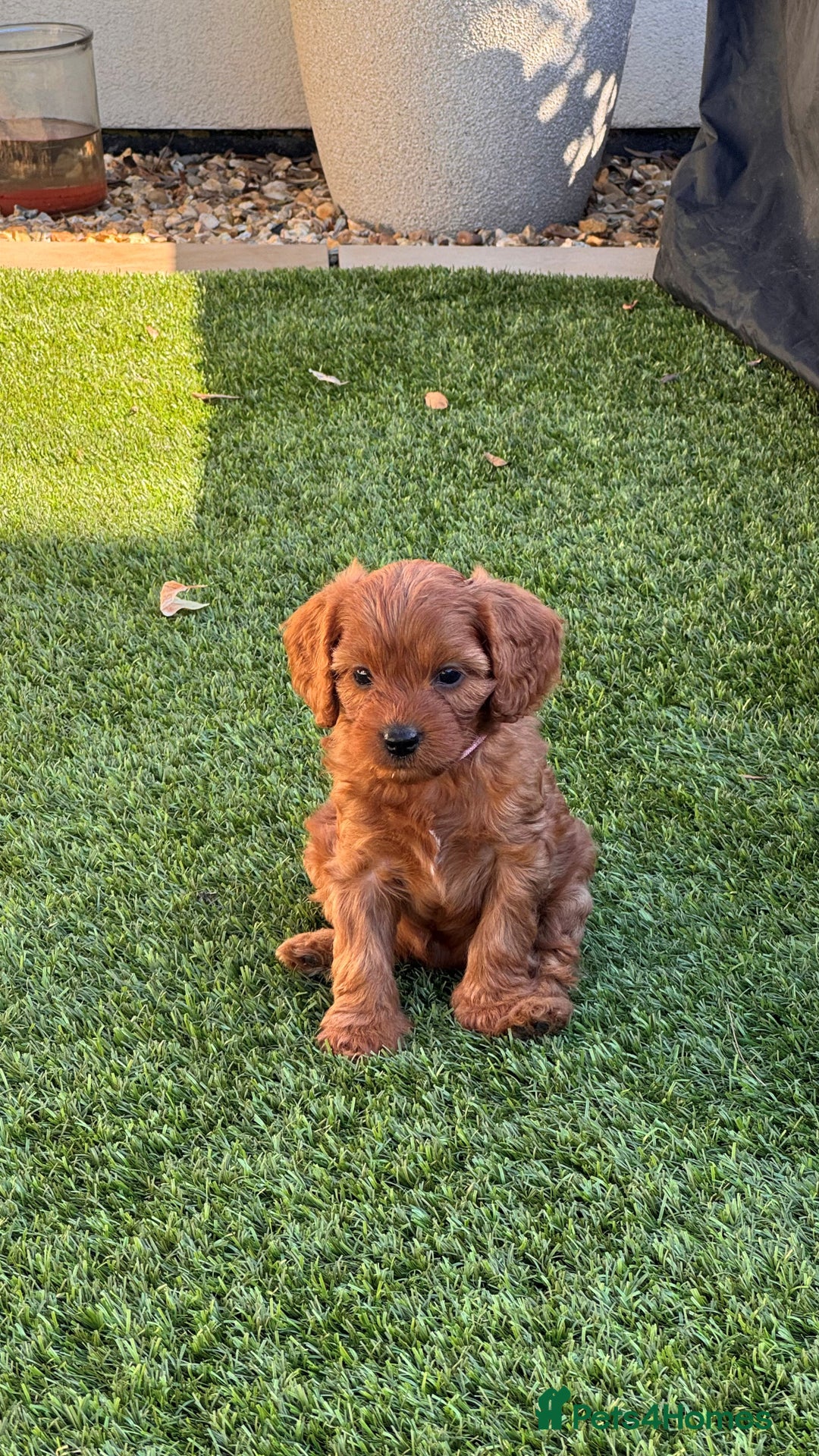 Cavapoo dogs for sale: F1 Cavapoo Puppies – Ready from 19th October - Image 8