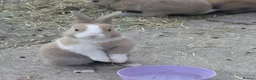 Mixed Breed rabbits for sale: Baby Rabbits  - Advert 5