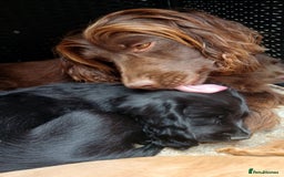 Cocker Spaniel dogs for sale: Frank - Image 1