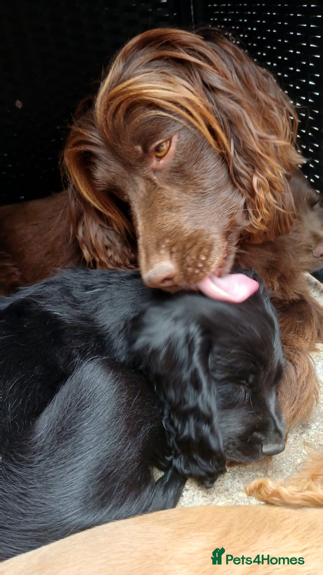 Cocker Spaniel dogs for sale: Frank - Image 1
