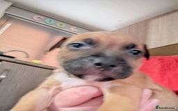 Mixed Breed dogs for sale: Beautiful American bulldog x staffie puppies  - Image 11