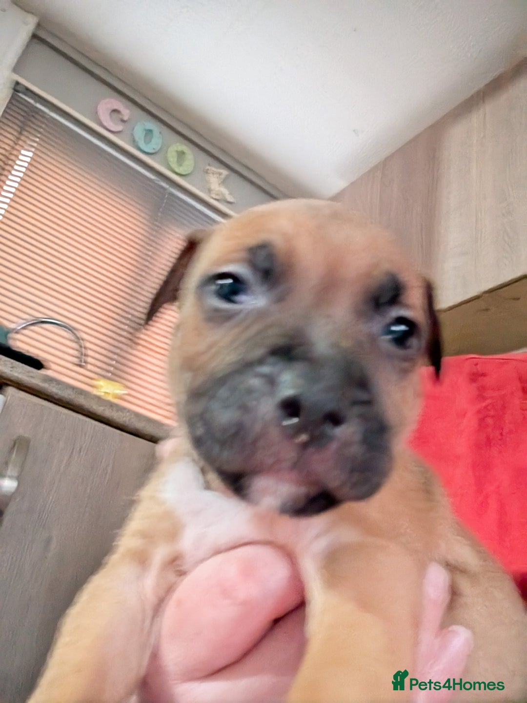 Mixed Breed dogs for sale: Beautiful American bulldog x staffie puppies  - Image 11