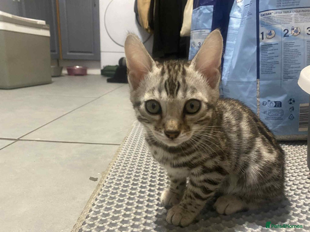 Bengal cats for sale: Silver bengals - Image 3