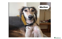 Saluki dogs for sale: KC registered Saluki puppies - Image 14