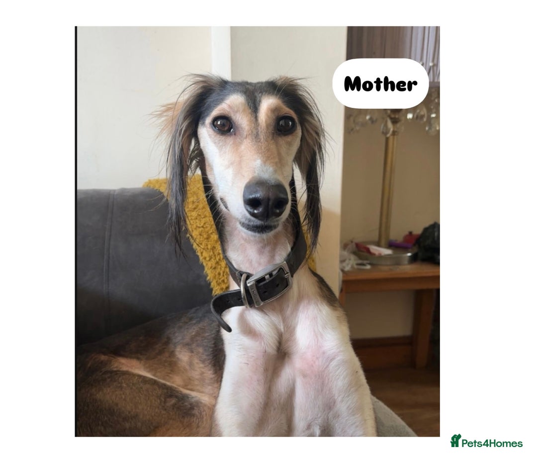 Saluki dogs for sale: KC registered Saluki puppies - Image 14