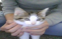 British Longhair cats for sale: 4 Beautiful Kitties Ready - Image 14