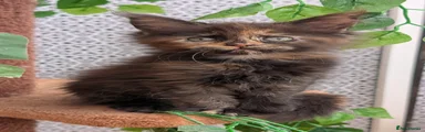 Maine Coon 4