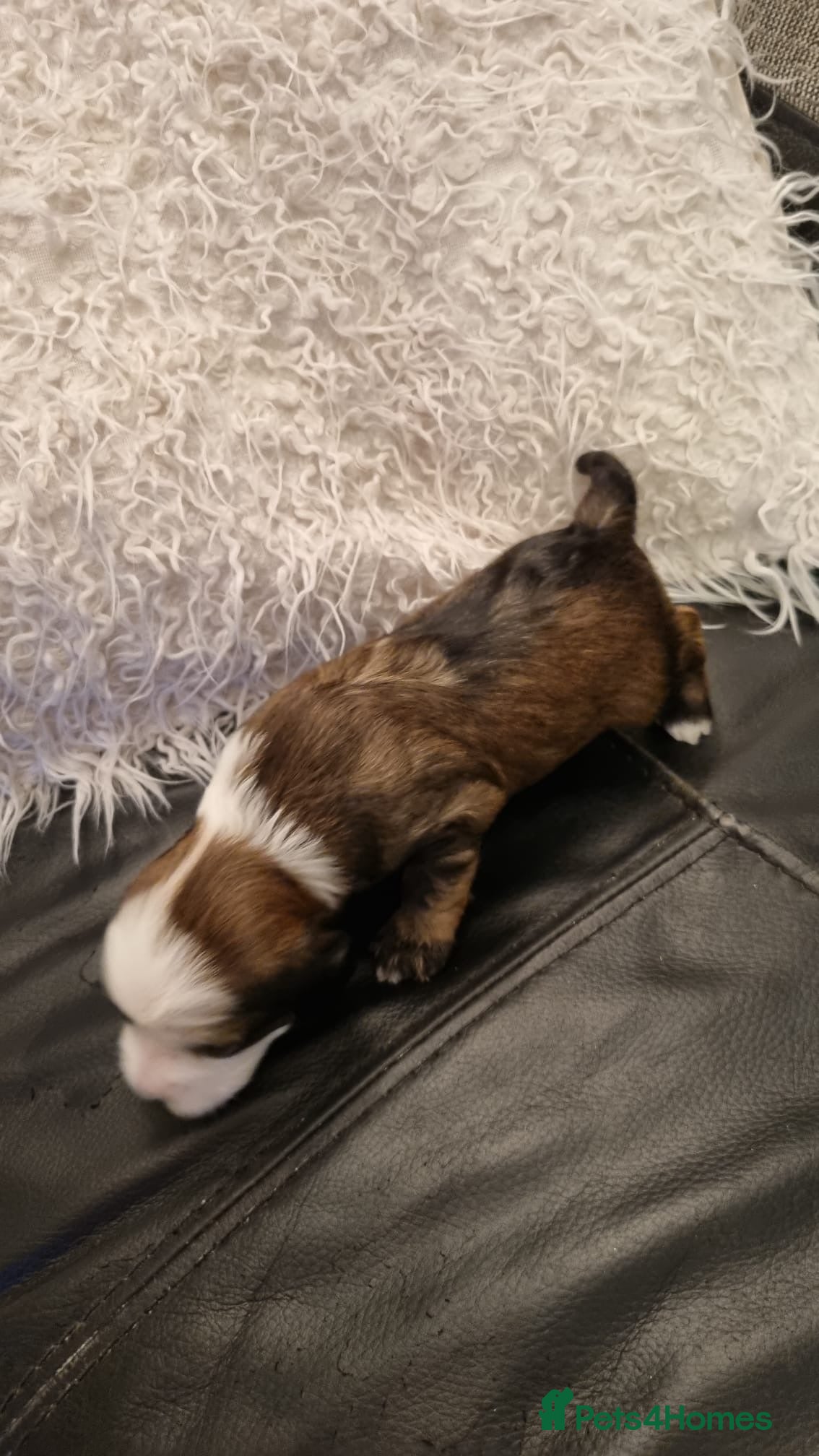 Tibetan Terrier dogs Stunning Tibetan Terrier Puppies ! - Advert 1