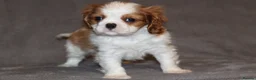 Cavalier King Charles Spaniel dogs for sale: Heart and health tested, KC registered. - Advert 16