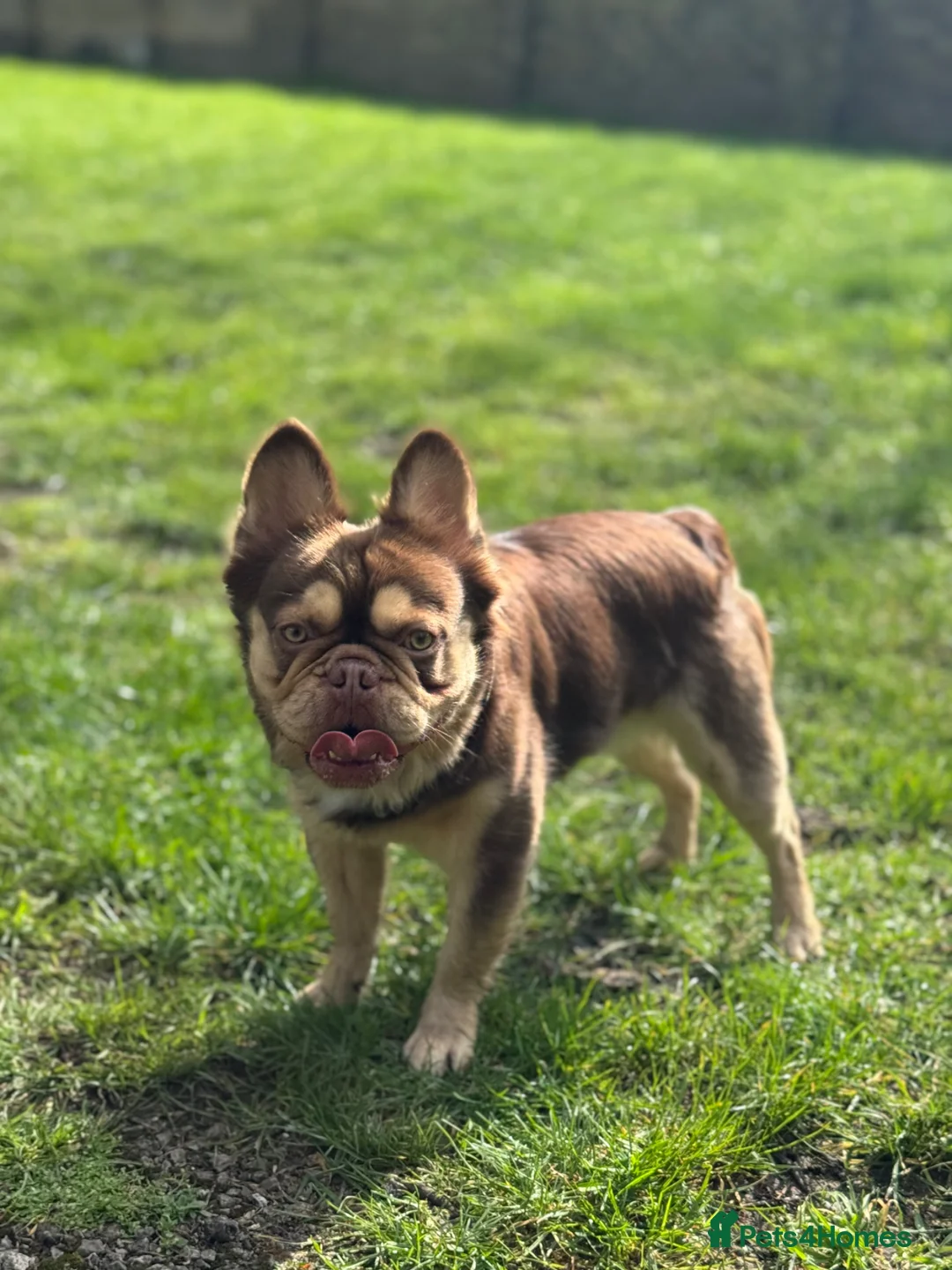 French Bulldog dogs for stud: RFG 0 & FBCE - Koda Bear - Full Fluffy Rojo & Tan - Advert 2