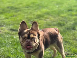 French Bulldog dogs RFG 0 & FBCE - Koda Bear - Full Fluffy Rojo & Tan - Advert 24