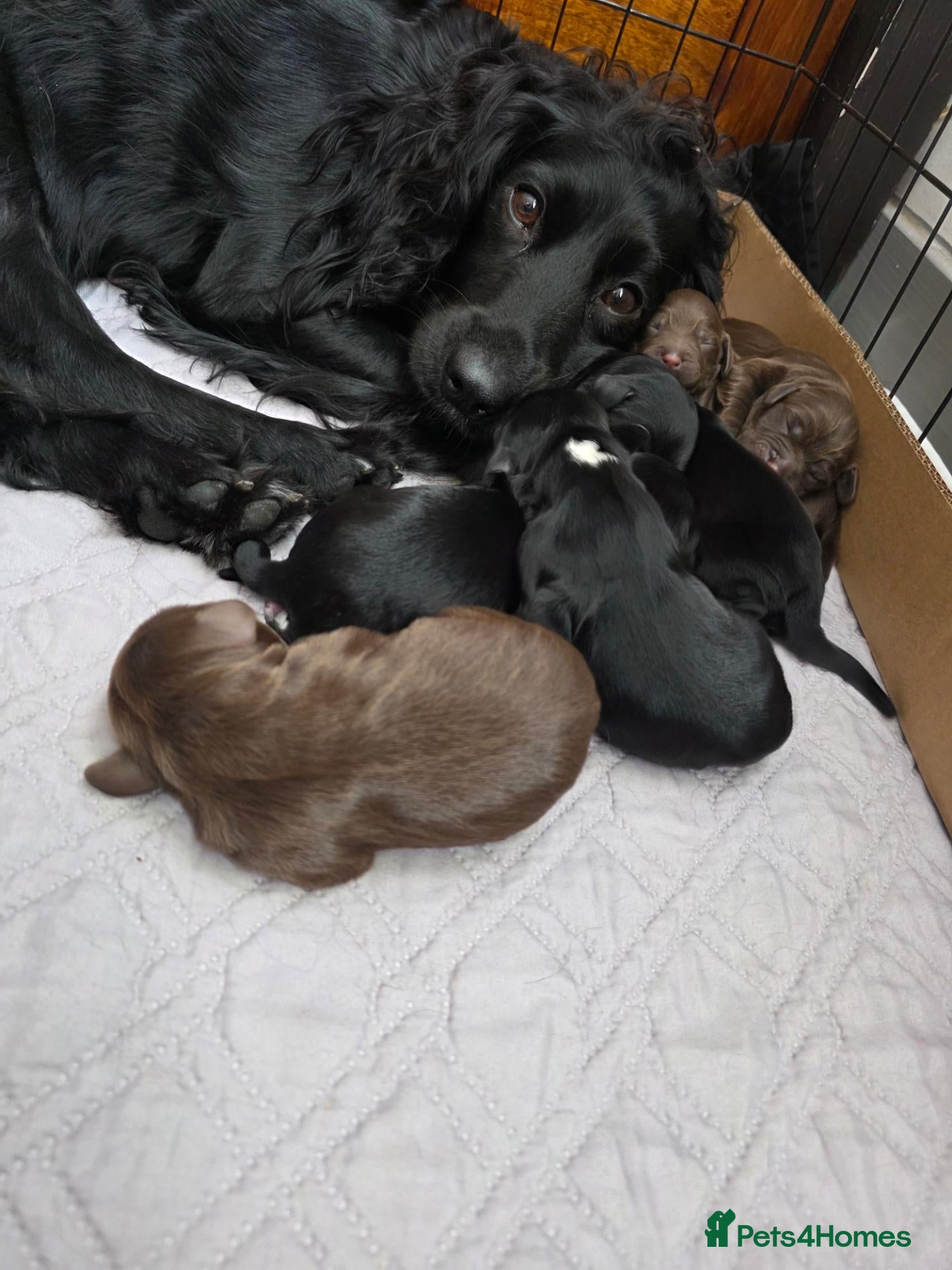 Cocker Spaniel dogs for sale: Cocker Spaniels  - Advert 2