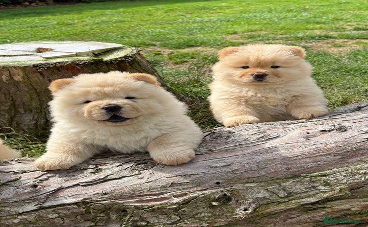 Chow Chow dogs - Advert 2