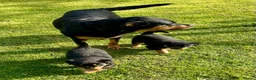 Rottweiler dogs for sale: Rottweiler puppies - KC Registered. in Halstead - Advert 12