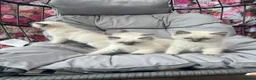Ragdoll cats for sale: Blue point Ragdolls - Advert 2