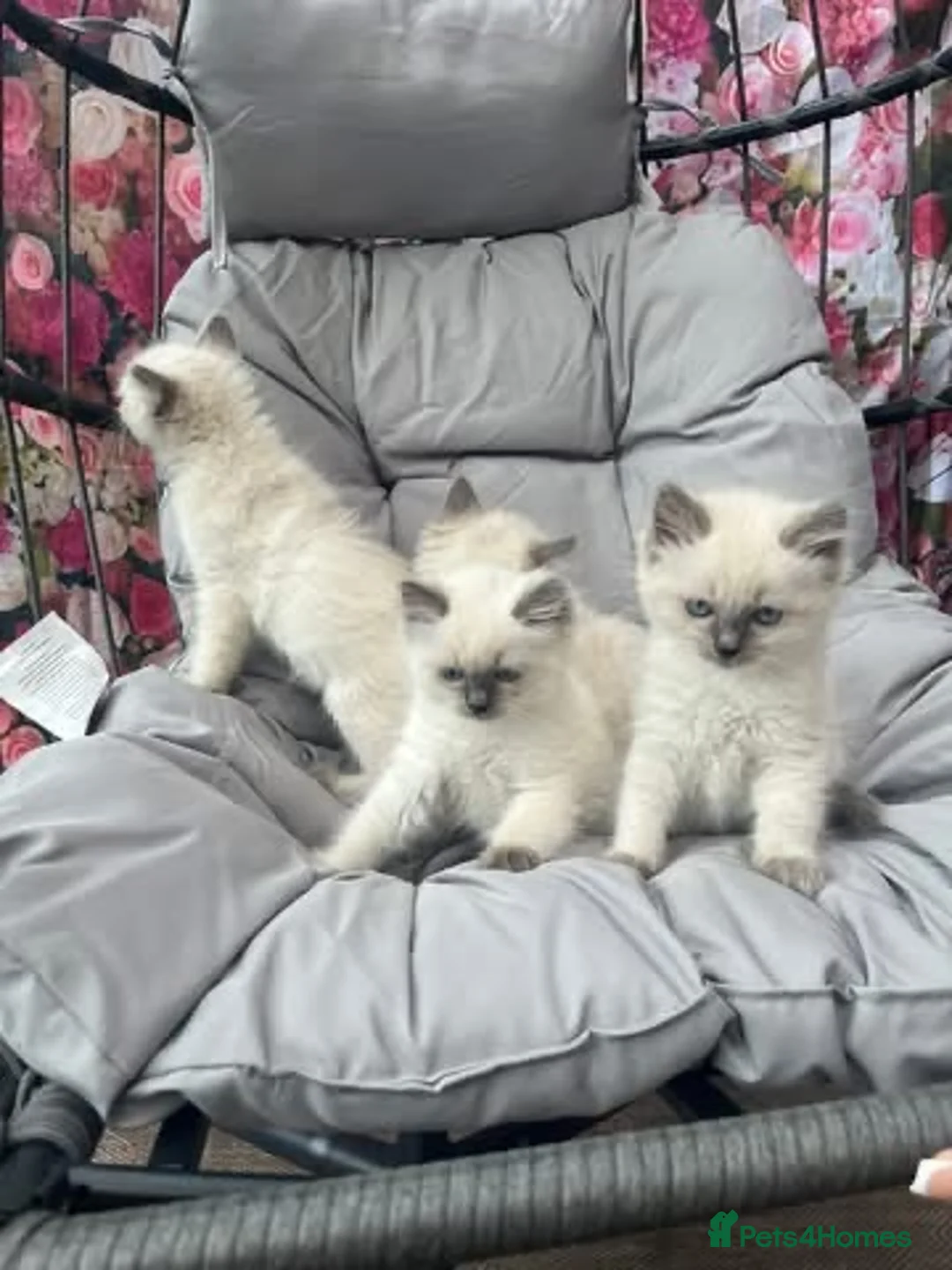 Ragdoll cats for sale: Blue point Ragdolls - Advert 2
