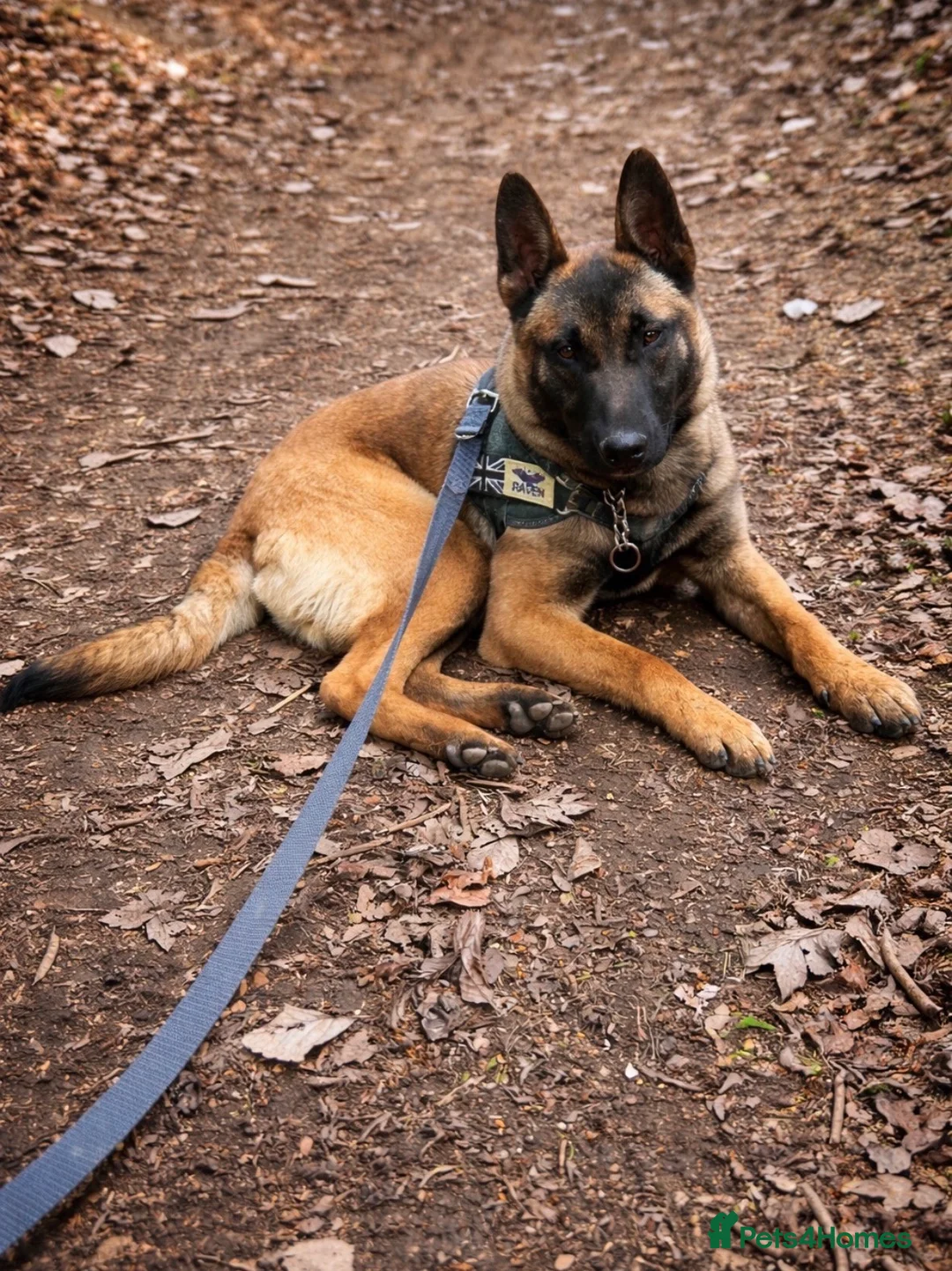 Belgian Shepherd Dog dogs for sale: 9 month old male Belgian Shepard Malinois  - Advert 2