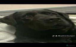 Labrador Retriever dogs for sale: 6 year old black Labrador  - Image 1