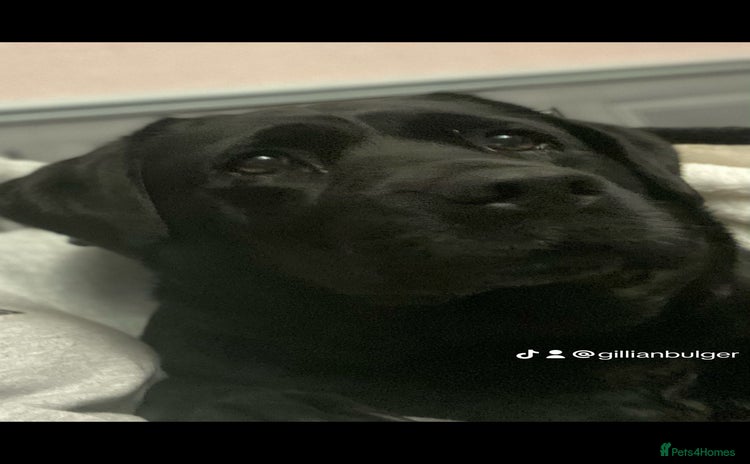 Labrador Retriever dogs - Advert 16