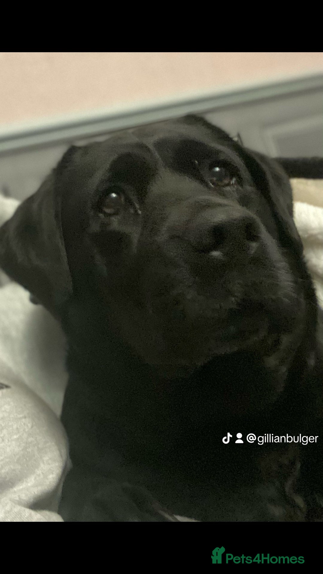 Labrador Retriever dogs for sale: 6 year old black Labrador  - Image 1