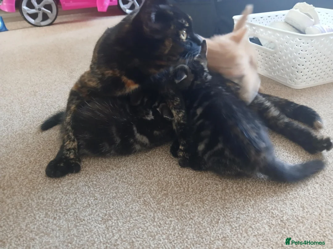 Mixed Breed cats for sale: Mixed breed boys available in Colchester - Advert 8