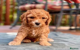 Cockapoo dogs for sale: Beautiful Red F1 Cockapoo Puppies - Image 2