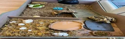 Hermann Tortoise reptiles for sale: Hermann tortoise in Sale - Advert 7