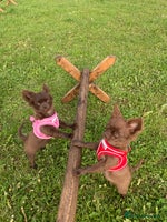 Chihuahua dogs - Advert 3