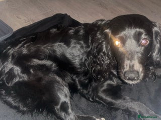 Cockapoo dogs 6 beautiful cocker spaniel puppies for sale - Advert 2