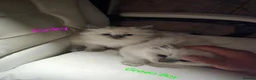 Ragdoll cats for sale: Lovely Litter of 3 Kittens Looking for Loving Home - Advert 36