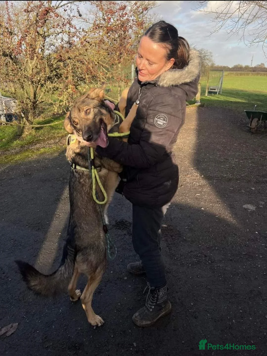 Mixed Breed dogs for adoption: Meet Ozzy, currently residing in Cheshire  in Nantwich - Advert 19