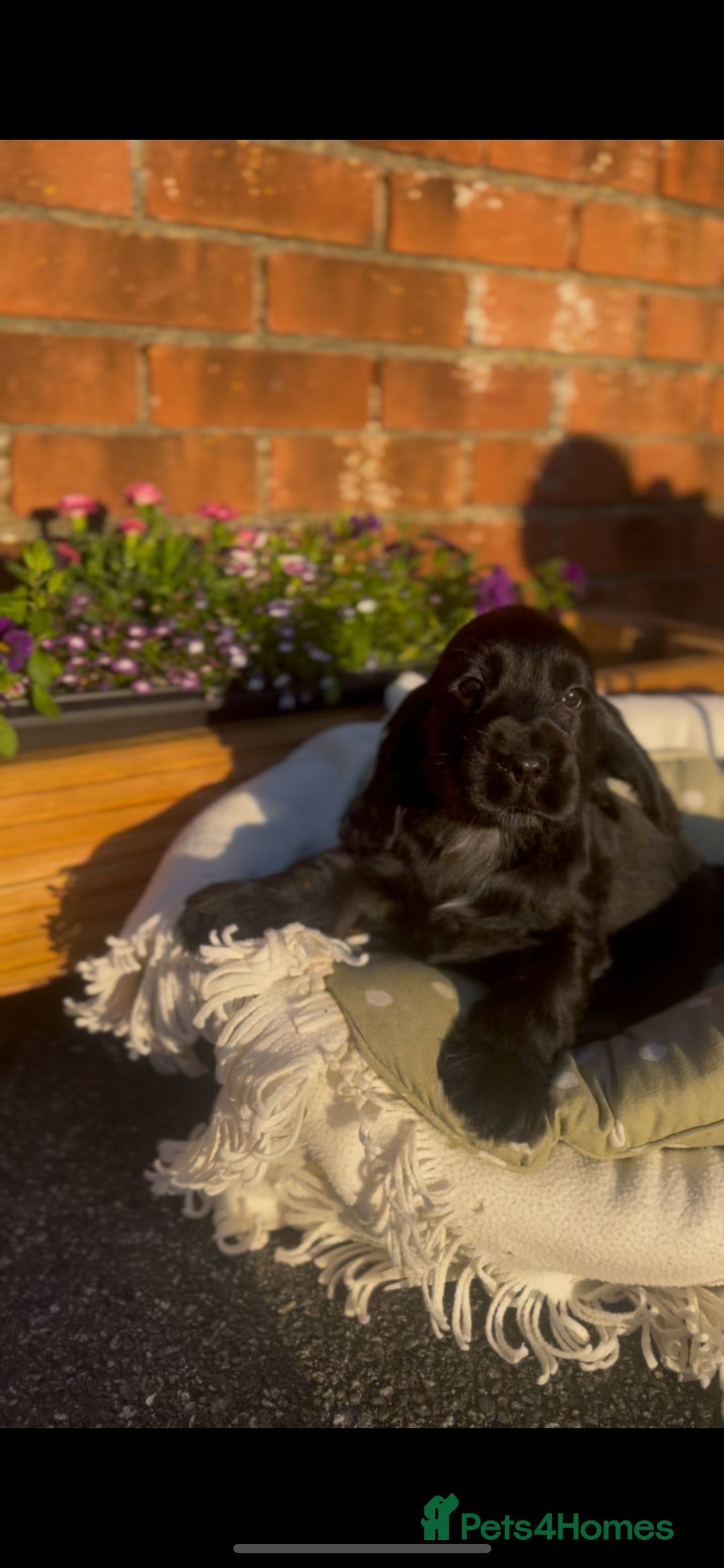 Cocker Spaniel dogs for sale: 🌟Gorgeous 100% show type cocker spaniel puppies🌟 - Image 13