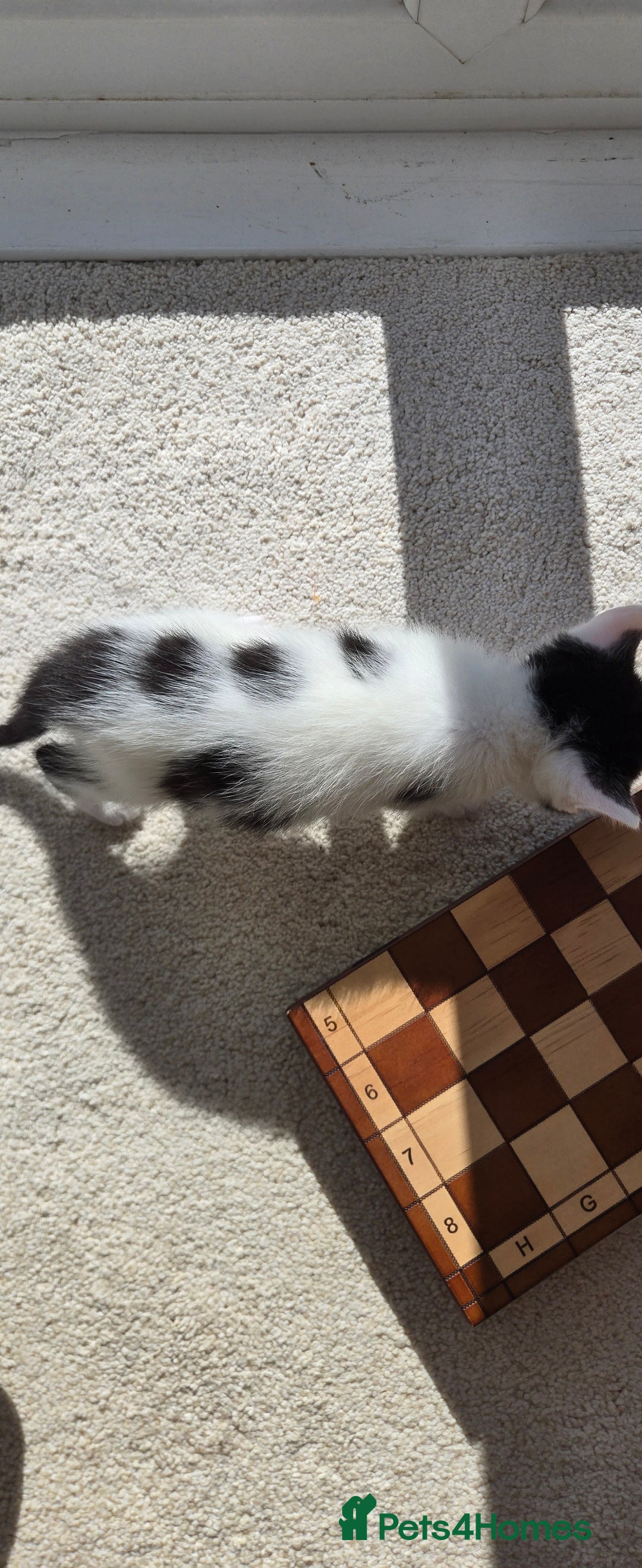 Mixed Breed cats for sale: Adorable Black & White Kittens - Image 10