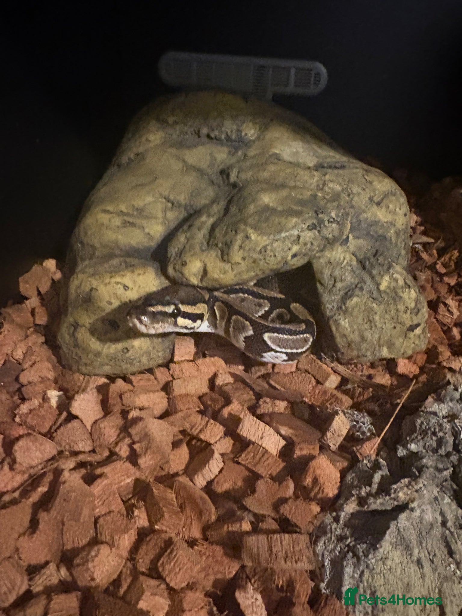 Python Snake reptiles Ball python  - Advert 4