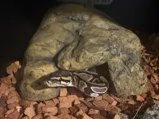 Python Snake reptiles Ball python - Advert 4