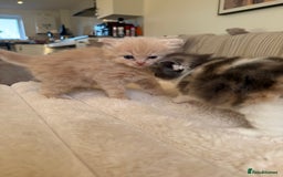 Ragdoll cats for sale: 🎄 Rare Ragdoll Kittens – Ready for Christmas! 🎄 - Advert 1