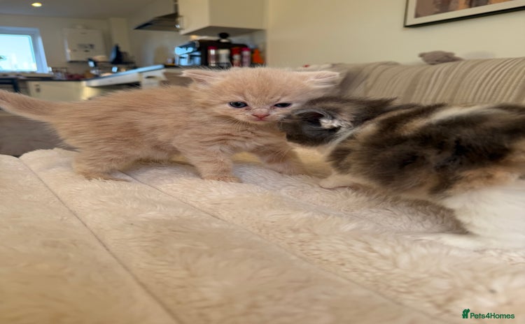 Ragdoll cats 🎄 Rare Ragdoll Kittens – Ready for Christmas! 🎄 - Advert 1