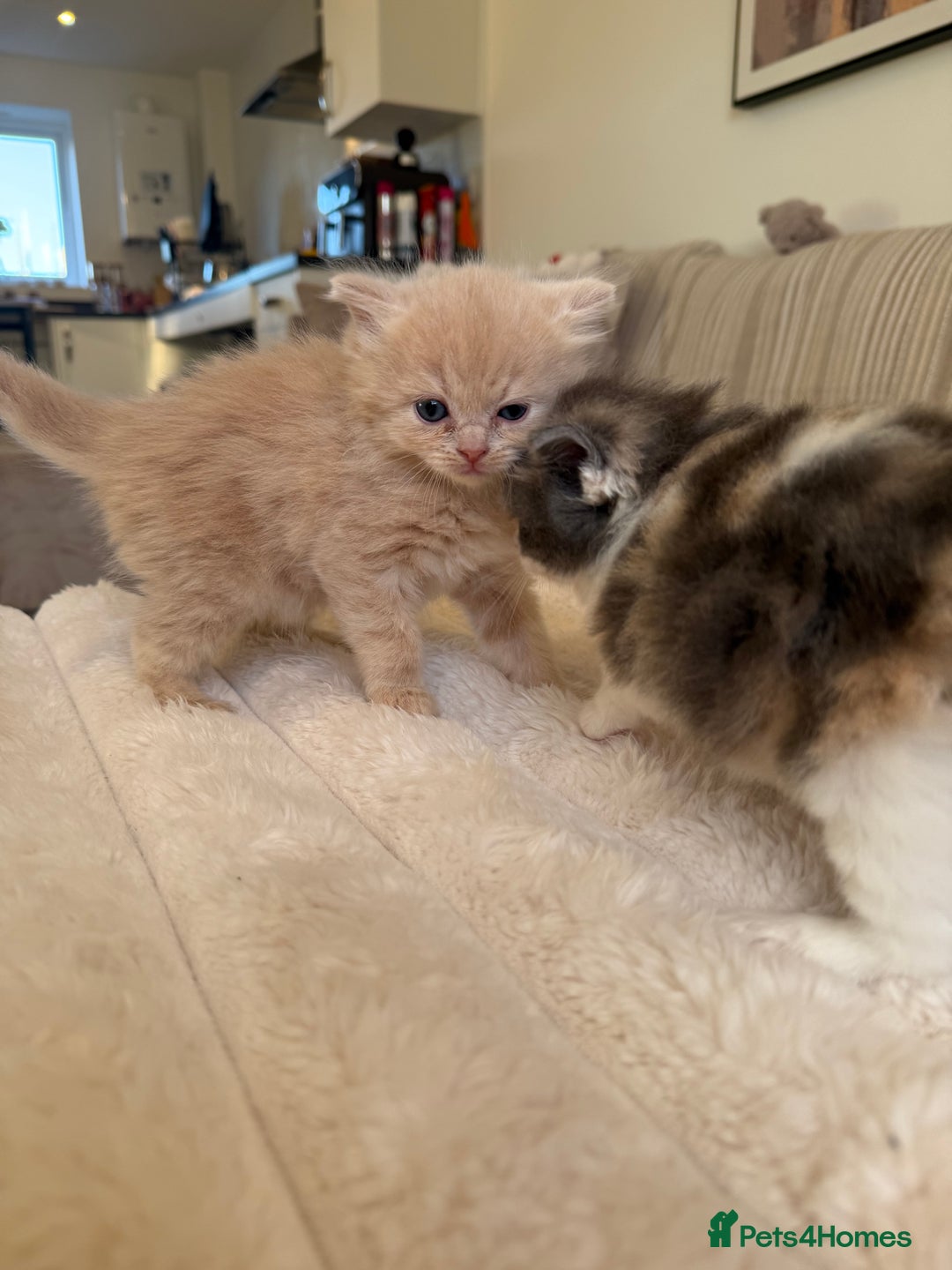 Ragdoll cats for sale: 🎄 Rare Ragdoll Kittens – Ready for Christmas! 🎄 - Advert 1