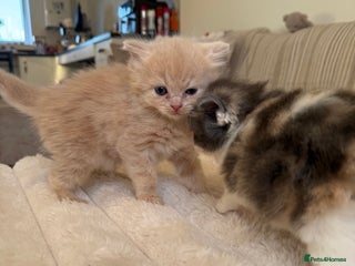 Ragdoll cats 🎄 Rare Ragdoll Kittens – Ready for Christmas! 🎄 - Advert 1