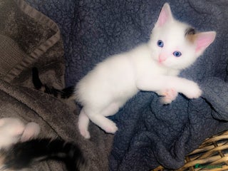 Mixed Breed cats mixed babies for sale - Advert 17