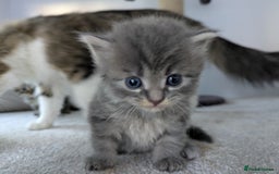 Maine Coon cats for sale: Maincoon - Image 7