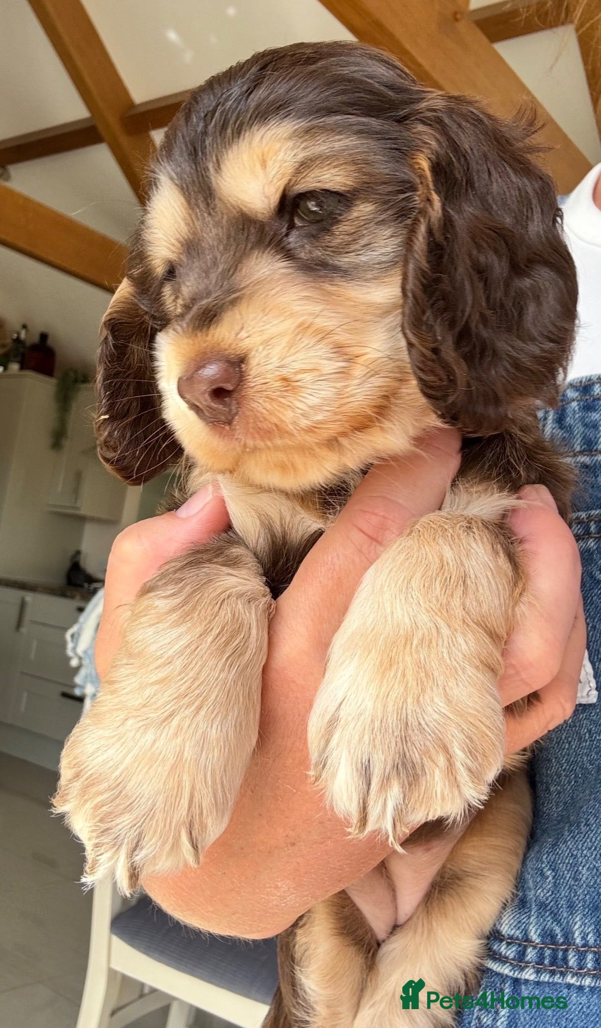 Cocker Spaniel dogs 🤎🐶 Chocolate English Show Cocker Spaniel Puppies - Advert 3