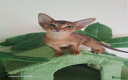 Abyssinian cats for sale: 5✨TICA Beautiful Abyssinian Kittens - Image 16