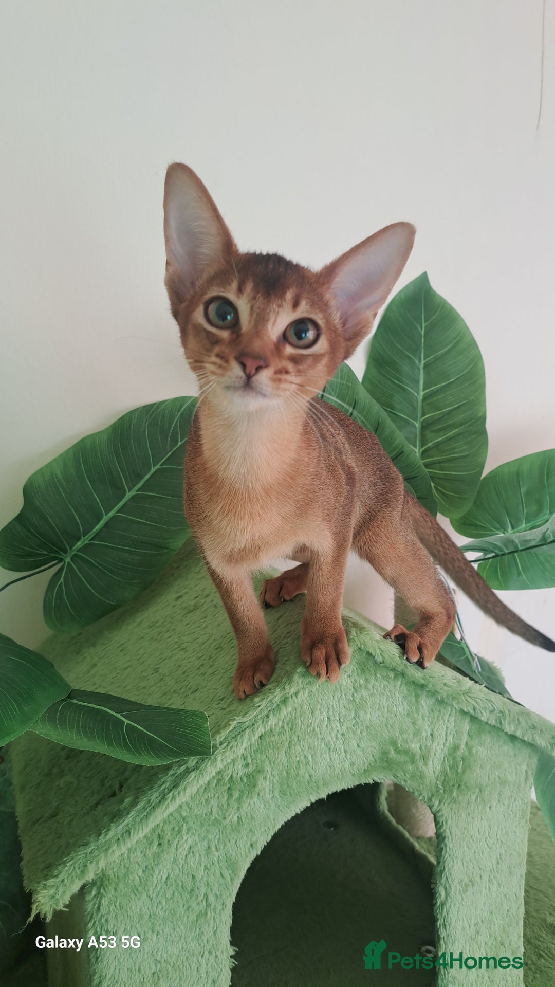 Abyssinian cats for sale: 5✨TICA Beautiful Abyssinian Kittens - Image 16