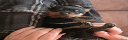 Rottweiler dogs for sale: Stunning Rottweilers - Advert 10