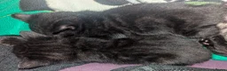 Mixed Breed cats for sale: 4 Beautiful kittens looking forever homes - Advert 10