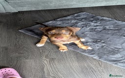 Mixed Breed dogs for sale: Second generation Female bull lurcher  - Image 5